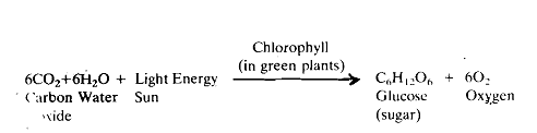 31_Producers - Biotic Components.png